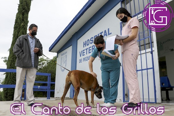 La esterilización de animales, necesaria para combatir el abandono y enfermedades