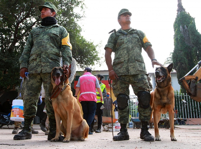 Perros rescatistas reciben entrenamiento y programa de alto rendimiento