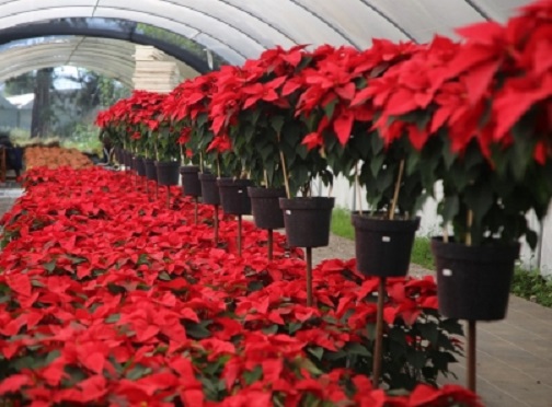 Feria de la Nochebuena dejó más de un millón de pesos en Atlixco, Puebla