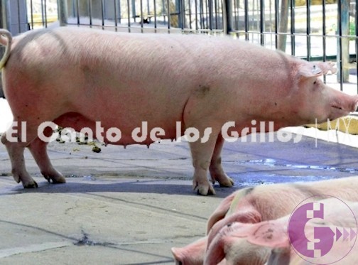 #China asegura que brote de #peste porcina africana está bajo control