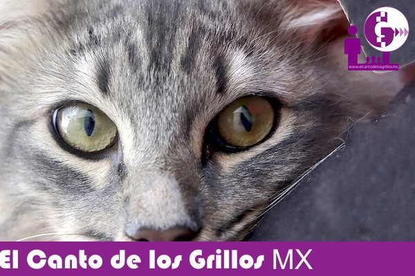 Se han aplicado más de 3 mil dosis en la Semana Nacional de Vacunación Antirrábica en #Corregidora