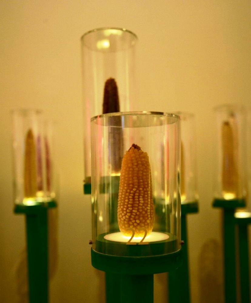 Milpa, patrimonio biocultural