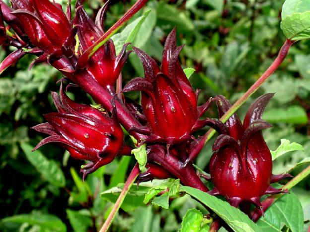 Flor de jamaica, más efectiva que el cloro para matar bacterias