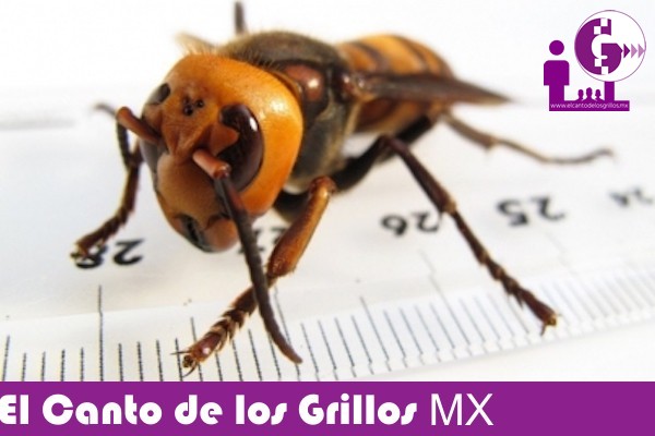 Implementa @SENASICA vigilancia por alerta del #avispón gigante