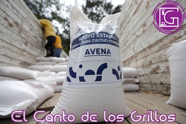 Entrega Sedea semilla de avena a productores de #SanJoaquín, Peñamiller y Tolimán