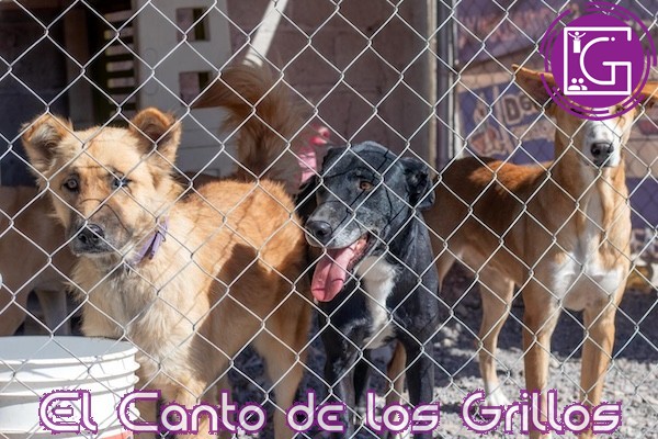 Promueven en #SJR adopción responsable de perros y gatos