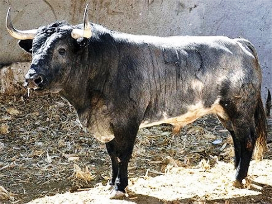 Toros de Bernaldo de Quirós para el mano a mano Ponce vs. El Payo