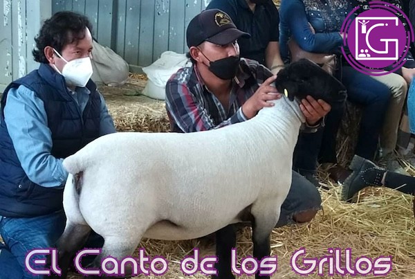 Del 10 al 15 de diciembre, XLIV Exposición Nacional Ovina en la FIGQ 2024