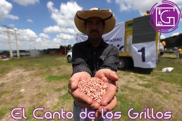 Arranca Sedea dispersión de semilla para cultivos forrajeros en #Amealco y Huimilpan