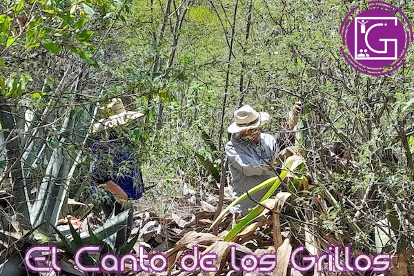 Estudian investigadores UAQ y UNAM agave en la Sierra Gorda queretana