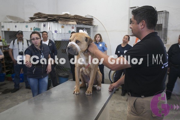 Capacita Control Animal de #SJR a 7 municipios sobre manejo y resguardo canino