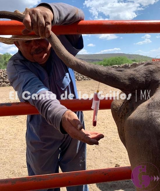 Gobierno sanjuanense brinda apoyo técnico a productores de ganado con programa de desparasitación y vacunación
