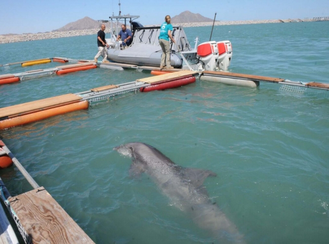 Sea Shepherd reconoce esfuerzos de México en favor de la vaquita marina
