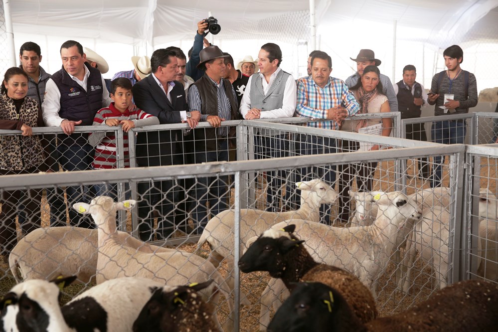 Apoya @PanchDominguez con 30 mdp a ganaderos