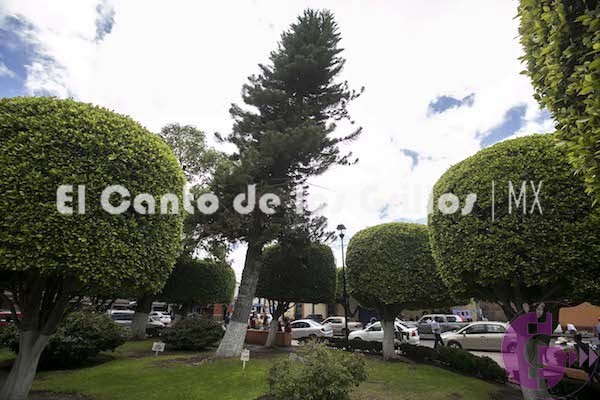 Alista Sedesum jornada de rescate y saneamiento de árboles en plazas públicas y calles del centro de #SJR