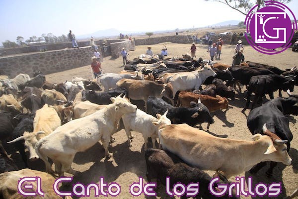 Realizan baño de inmersión a 400 cabezas de ganado en #SJR