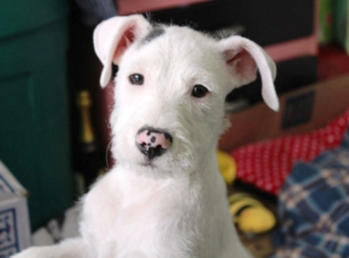 Robo y secuestro de mascotas, ilícito muy lucrativo y poco denunciado