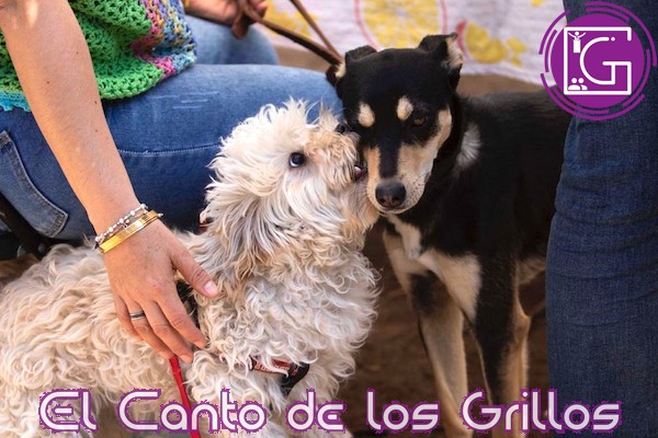 Fomentan en #SJR cuidado y protección a los animales de compañía