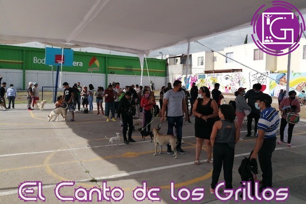 Anuncian Jornada Nacional de Vacunación Antirrábica Canina y Felina en el estado