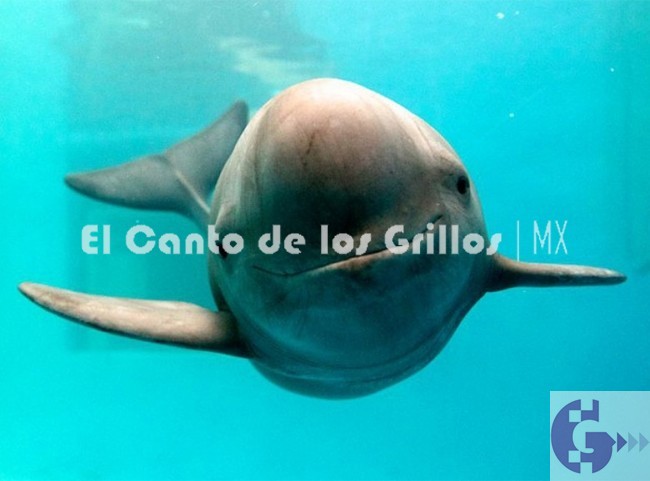 #México continúa con su lucha para preservar a la vaquita marina