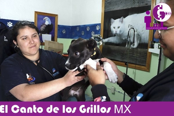 Promueve UCPA de #Corregidora servicios para el cuidado de mascotas