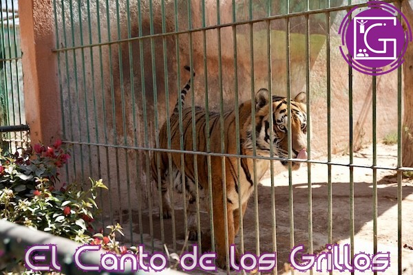 Supervisan autoridades condiciones del zoológico Wameru
