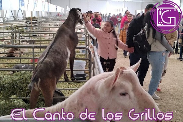Cumple Muestra Nacional Caprina expectativas en la Feria de Querétaro 2023