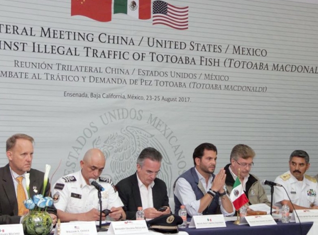 México, China y EU acuerdan estrategia conjunta pro vaquita marina y totoaba