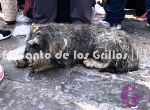 Perritos peregrinos, en el abandono tras celebración en la Basílica