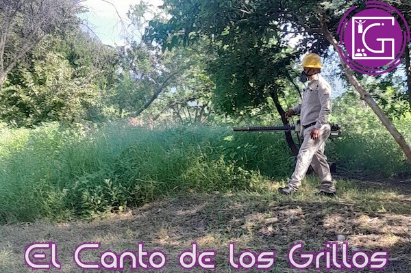 Se han registrado mil 404 casos positivos de dengue en #Querétaro