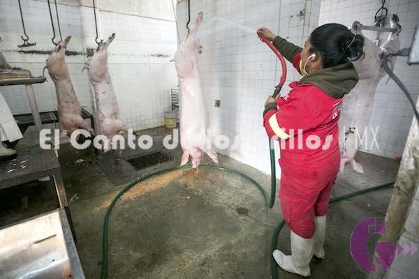 Modernizarán rastro municipal de #SJR