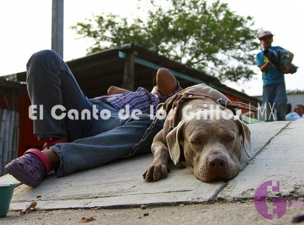 #Bolillo, el perro migrante que también busca el sueño americano